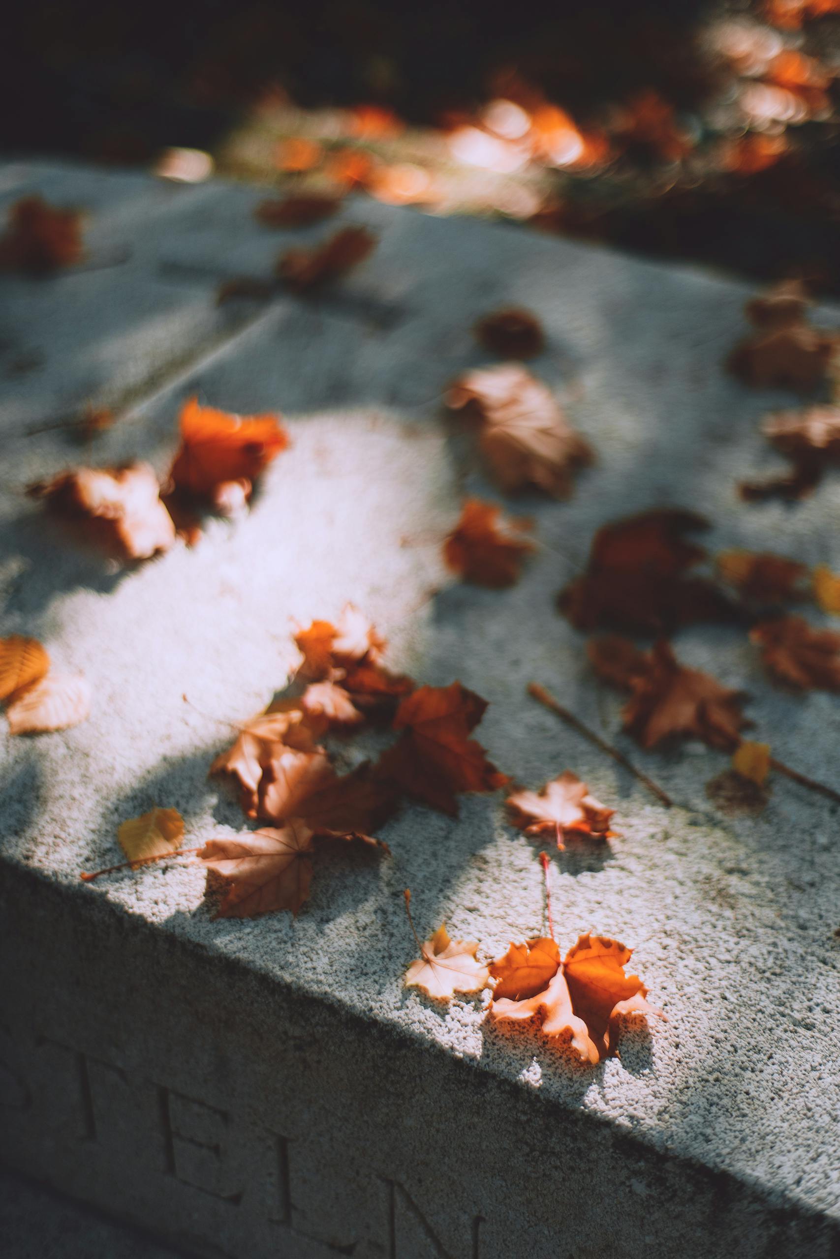 From above of fallen dry leaves on tombstone with inscription on autumn day on cemetery under sunlight on blurred background